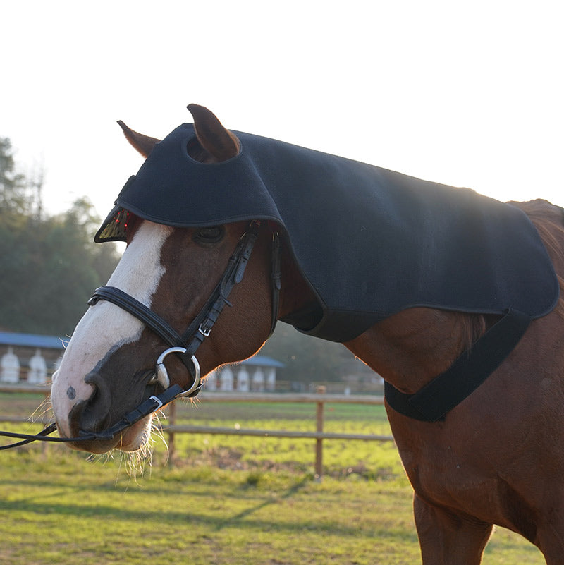 Red Light Therapy for Horse 