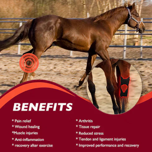 best red light therapy for horses