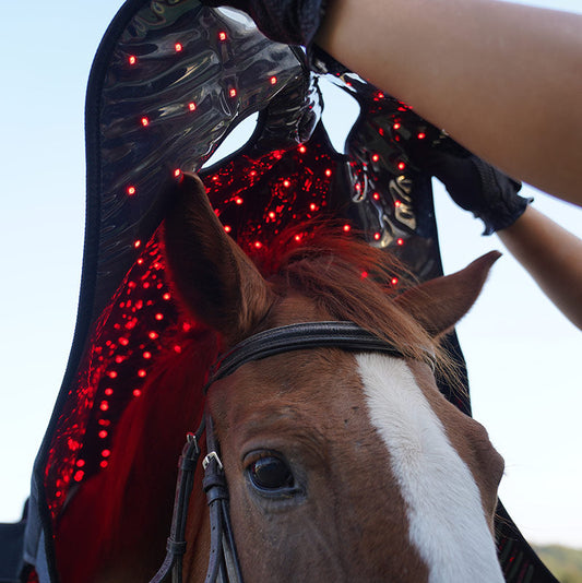 Red Light Therapy for Horse