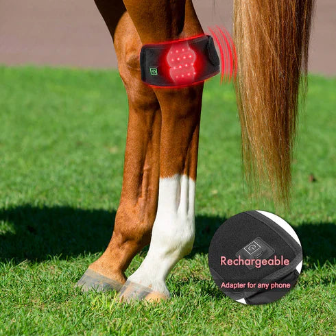 equine infrared light therapy