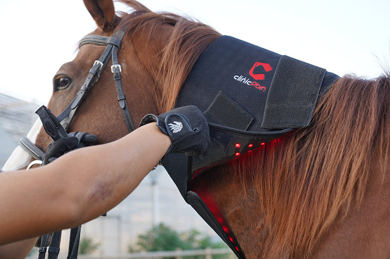 light therapy equine