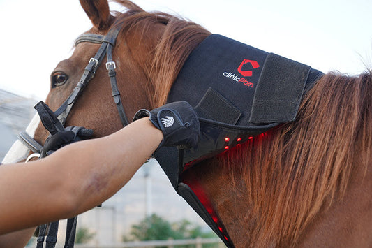 light therapy equine