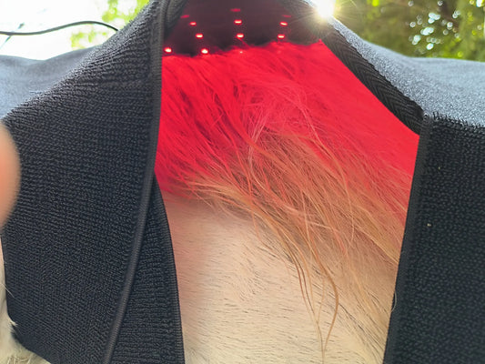 R+ | NIR+: The Science Behind LED Therapy Lights and How They Can Work Wonders for You and Your Pets