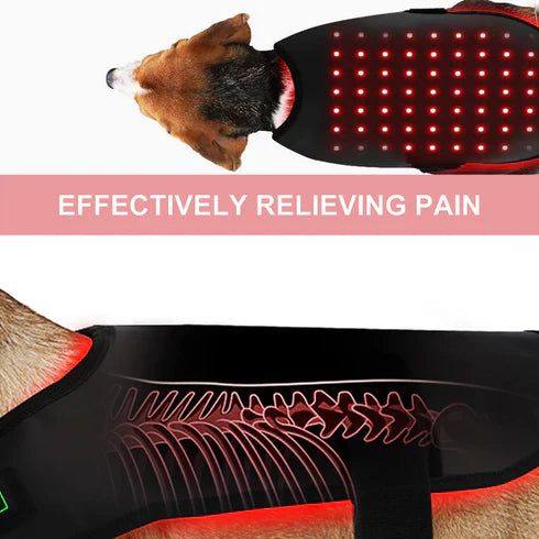 LED Red Light Therapy for Pets: Can It Really Improve Your Dog or Cat’s Health?