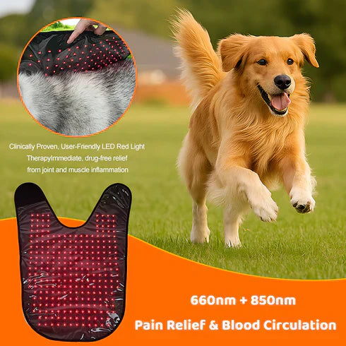 Is Equine Red Light Therapy Effective for Relieving Pain? A Scientific and Clinical Perspective on Pain Management in Horses