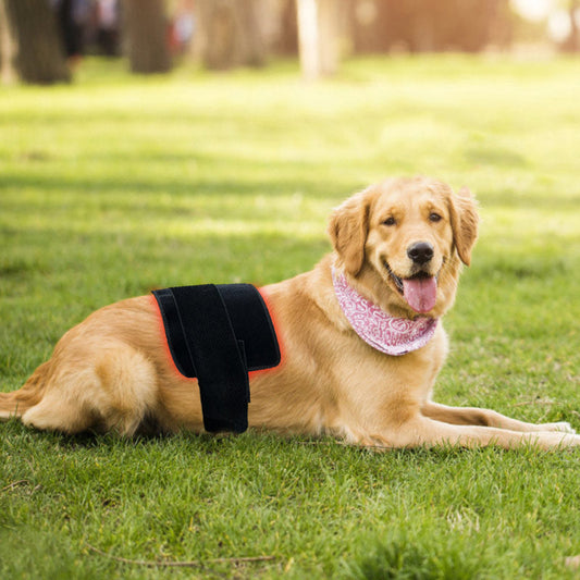 LED Red Light Therapy for Pets: Can It Really Improve Your Dog or Cat’s Health?