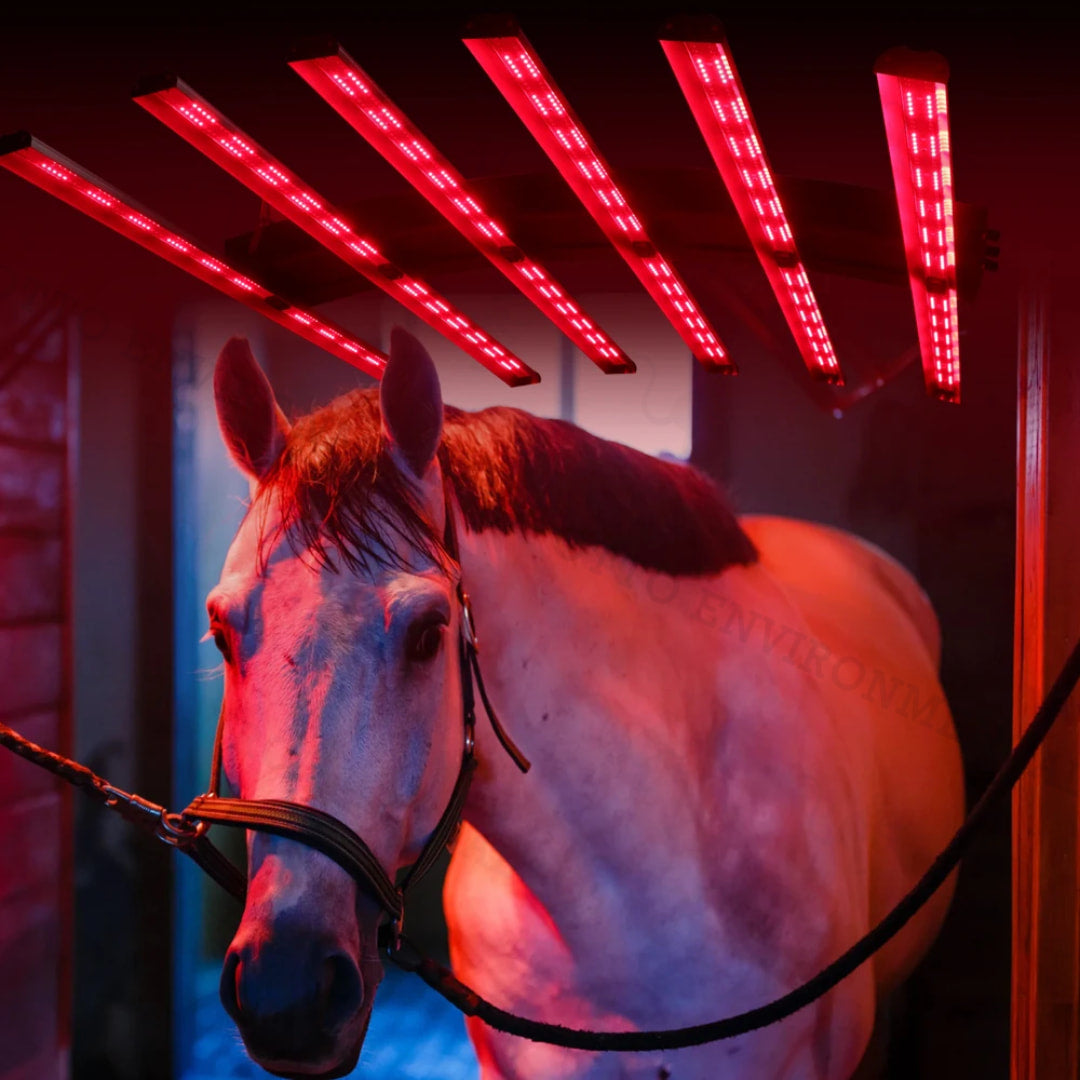 LED Red Light Therapy: A Revolutionary Solution for Healing, Beauty, and Sports Recovery