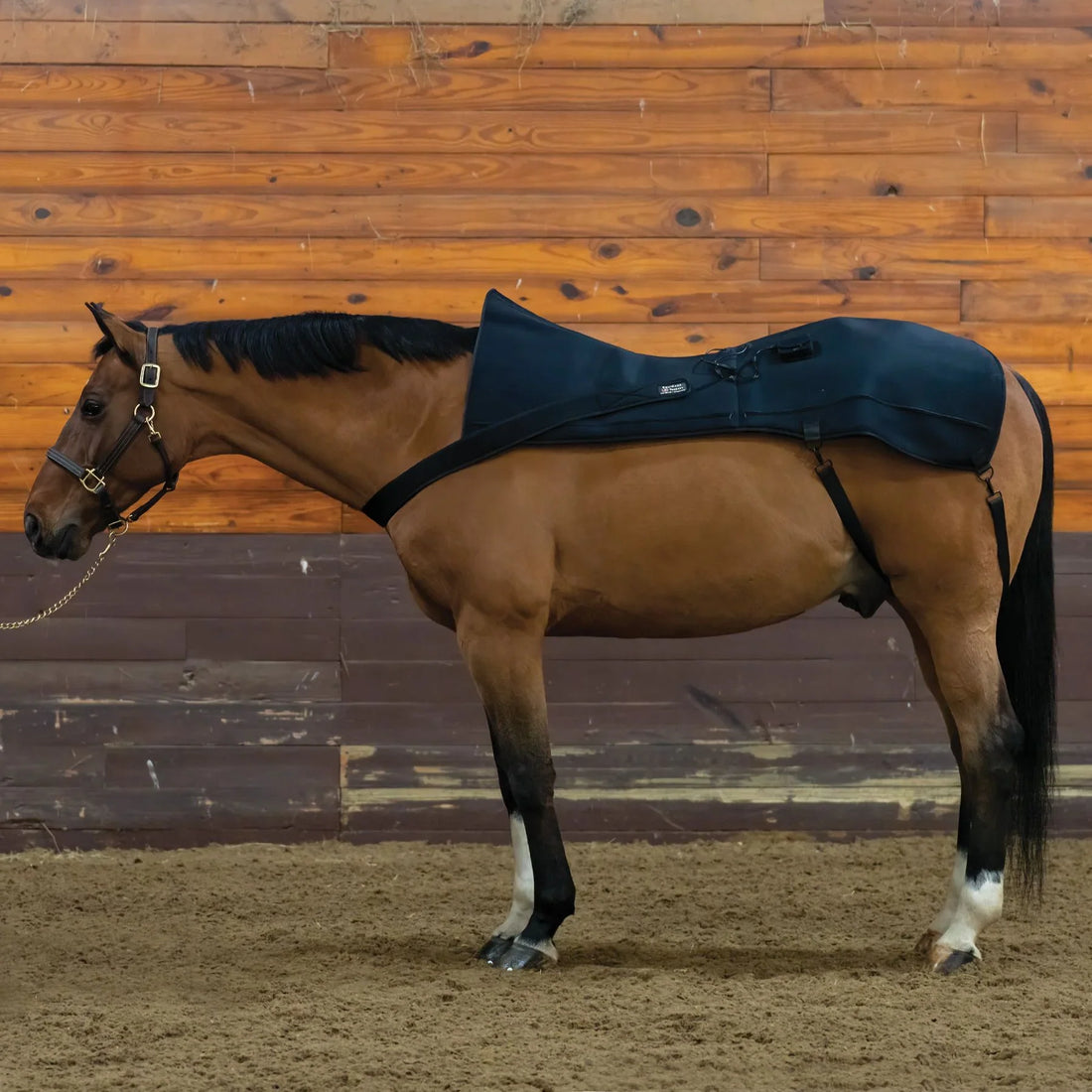 Which Is Better for Equine Therapy: 660nm or 850nm Red Light