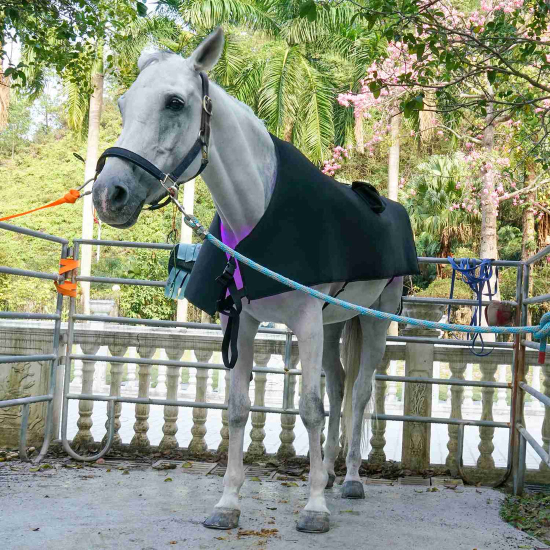 What Is Red Light & Near-Infrared Therapy? A Complete Guide for Horse, Dog & Cat Owners