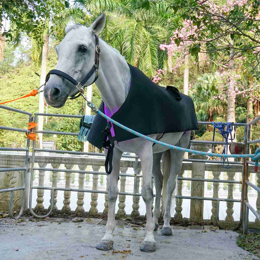 What Is Red Light & Near-Infrared Therapy? A Complete Guide for Horse, Dog & Cat Owners
