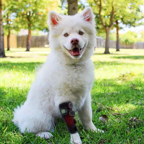 best red light therapy device for dogs