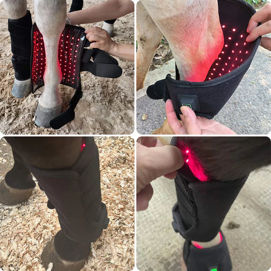 Healing Hooves: How Red Light Therapy is Revolutionizing Equine Health