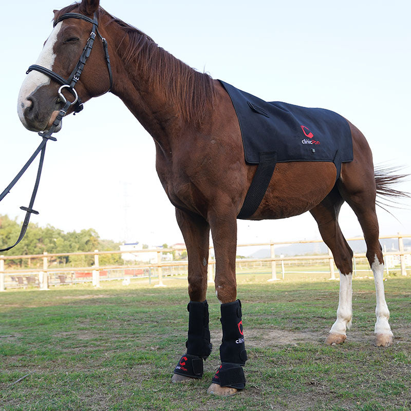 What is the Best Red Light Therapy for Horses in 2026?
