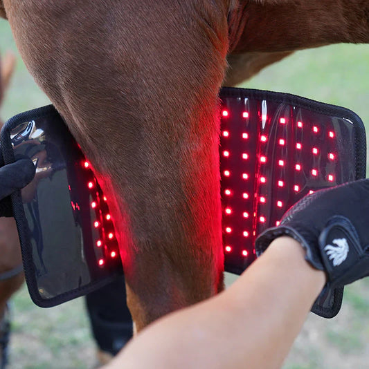 equine red light therapy