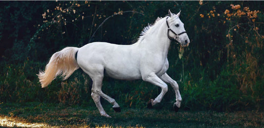 Horse Back Pain Light Therapy: A Complete Guide to Red Light Therapy for Horses with Back Pain in 2026