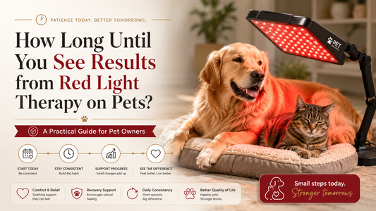 How Long Until You See Results from Red Light Therapy on Pets