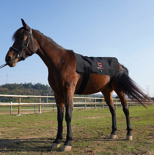 Red Light Therapy for Horses