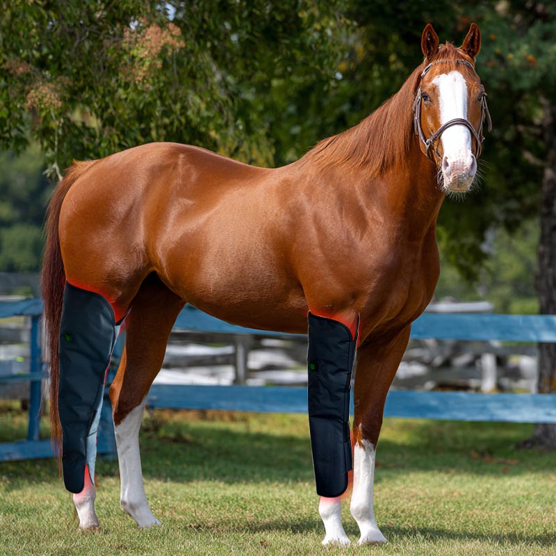 Red Light Therapy for Horse