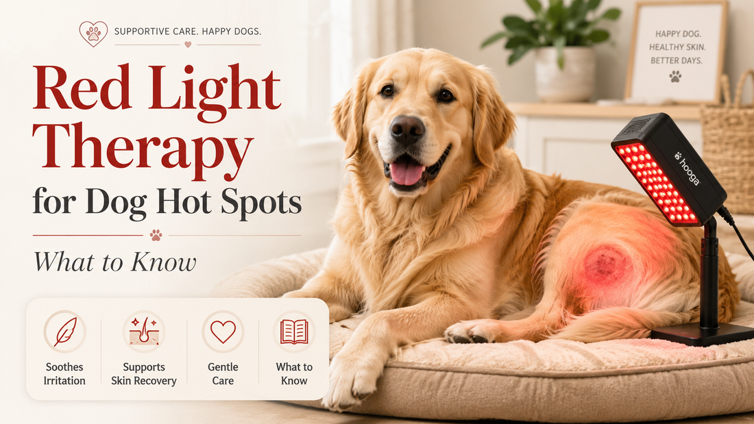 Red Light Therapy for Dog Hot Spots: What to Know