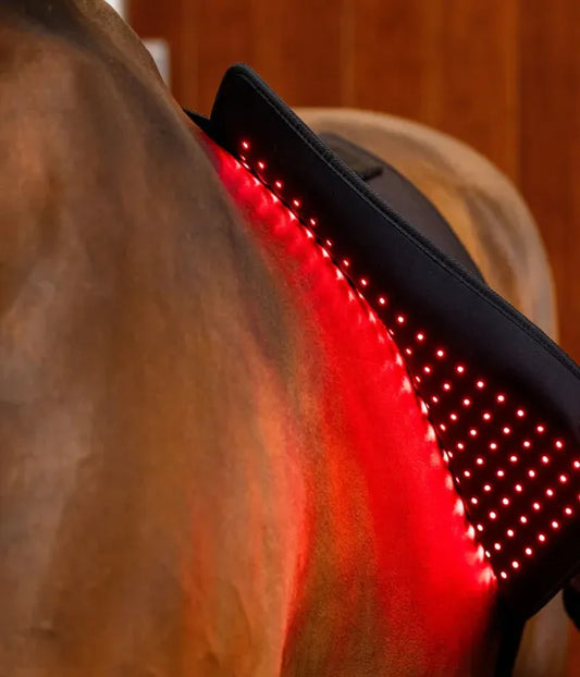Red Light Therapy for Horse