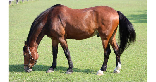 Red Light Therapy for Horse Arthritis