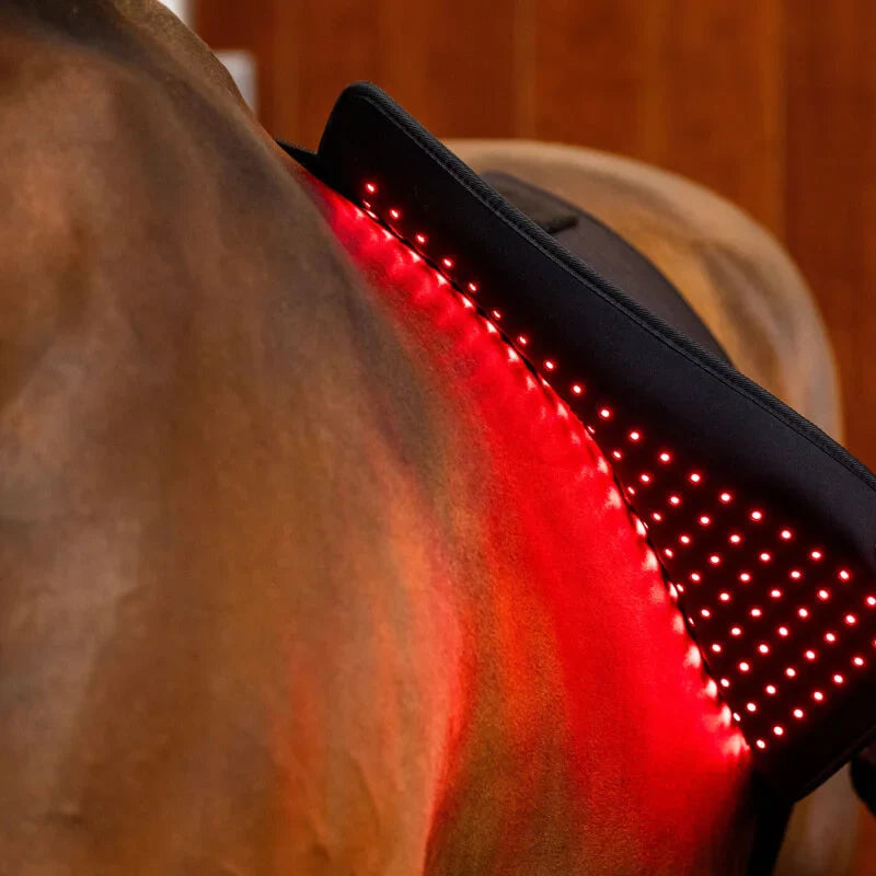 Red Light Therapy for Horse Ligament Injury