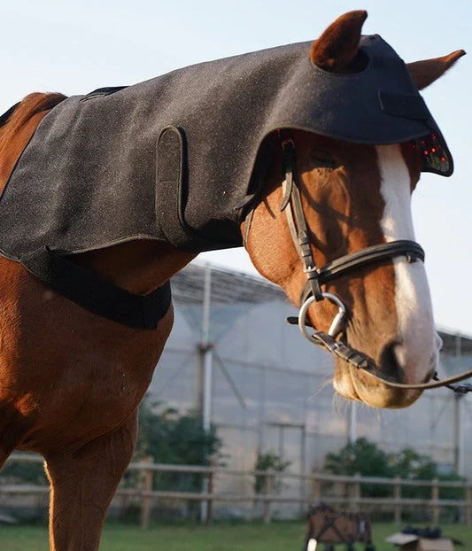Top Trainers Already Use This: Why Equine Red Light Therapy Is Standard Practice in Grand Prix Barns and World-Class Equestrian Programs