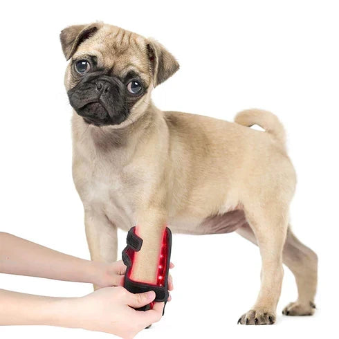 Best Red Light Therapy Device for Dogs