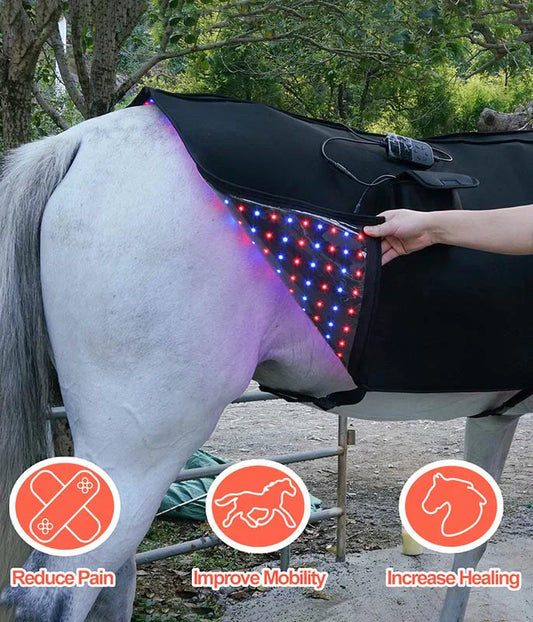 Equine Red Light Therapy