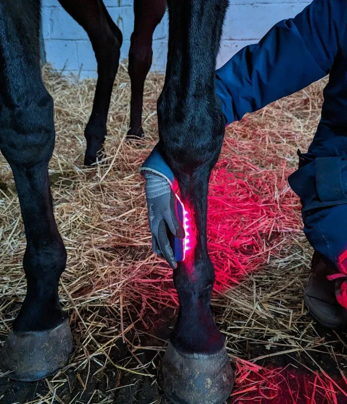 Equine Recovery Light Therapy: The Complete Application Guide for Post-Training, Post-Competition, and Daily Performance Recovery
