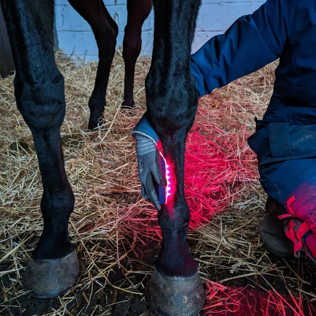 Red Light Therapy for Horse