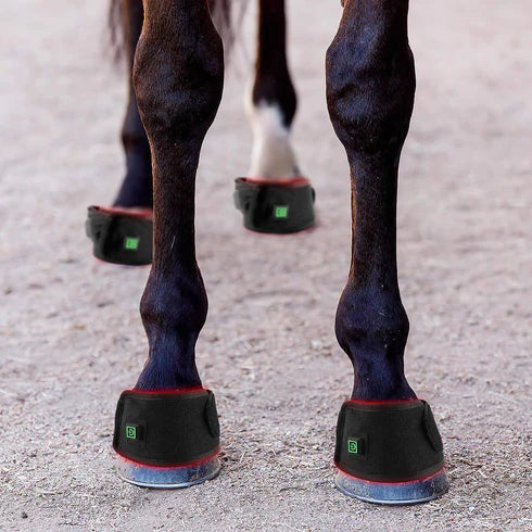 Red Light Therapy Horse