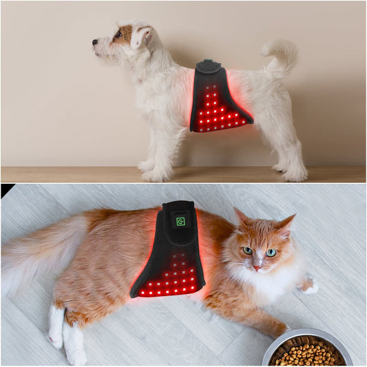 Red Light Therapy for Cats