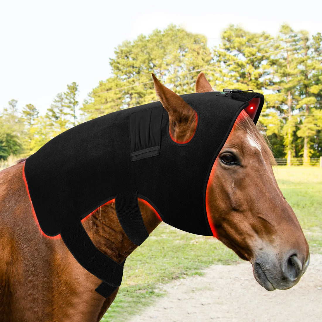 Natural Therapy for Horses Pain Relief: A Balanced 2026 Guide to 8 Evidence-Based Options