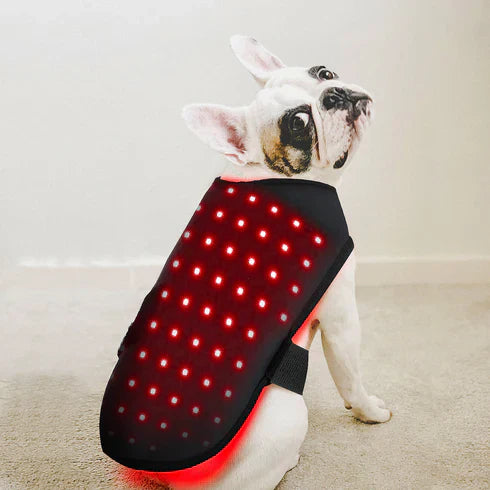 Red Light Therapy for Dogs at Home