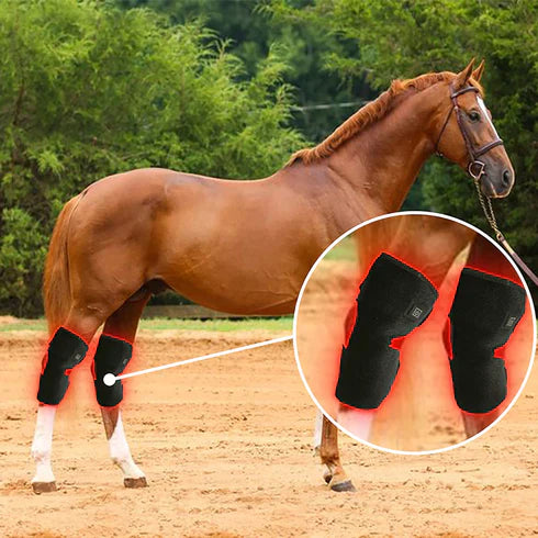 Red Light Therapy Effective for Horses