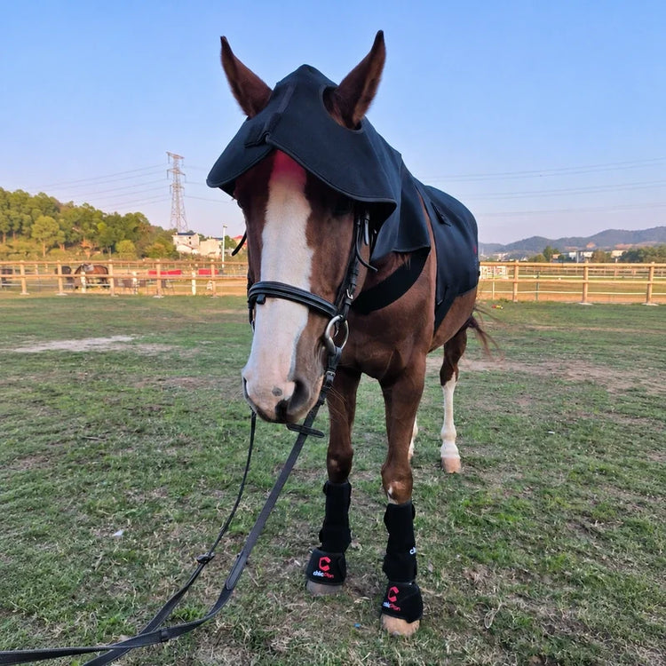 Horse wearing a PbmEquine kit with one large Poll Cap and Neck wrap, one back pad, two front leg boots and two hoof boots.