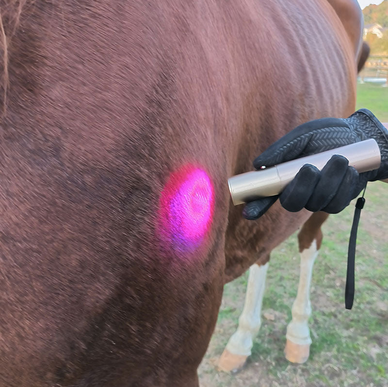 Handheld Red Light Therapy Torch for Horse Dog Cat