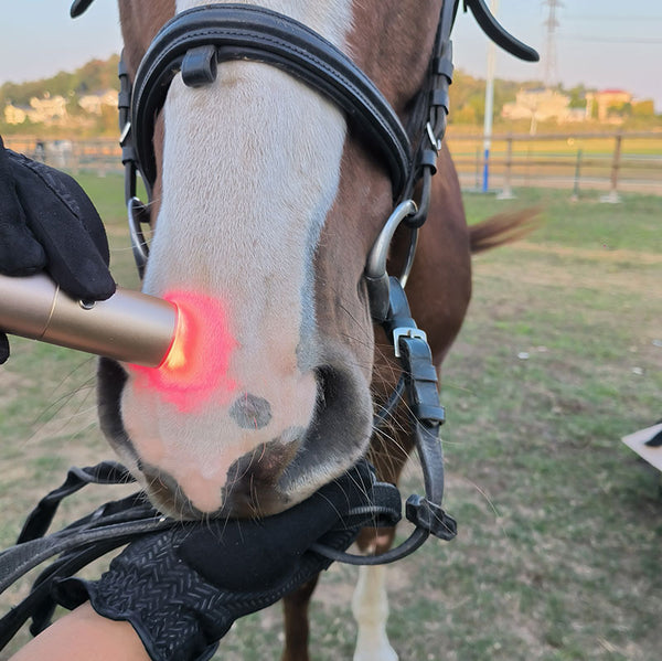 Handheld Red Light Therapy Torch for Horse Dog Cat