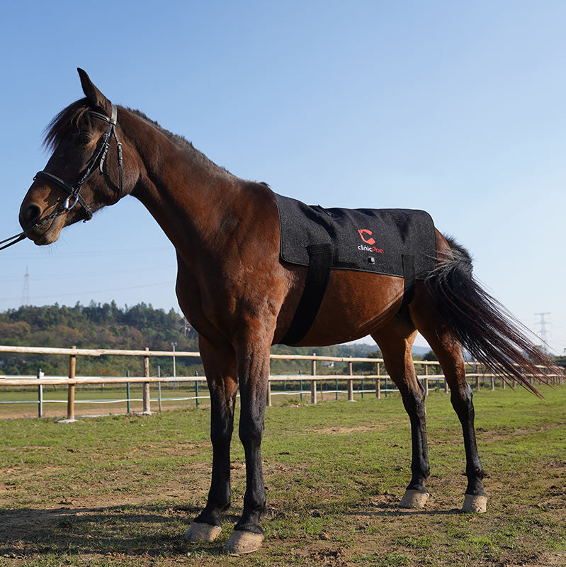 Red Light Therapy Back Pad for Horses - PbmEquine