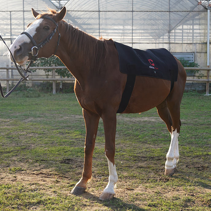 Red Light Therapy Back Pad for Horses - PbmEquine