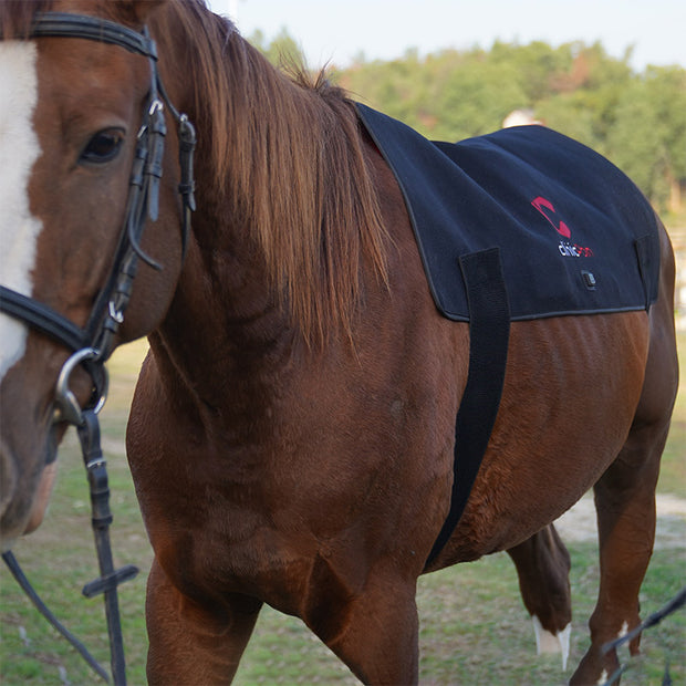 Best Infrared Red Light Therapy Back Pad for Horses - PbmEquine