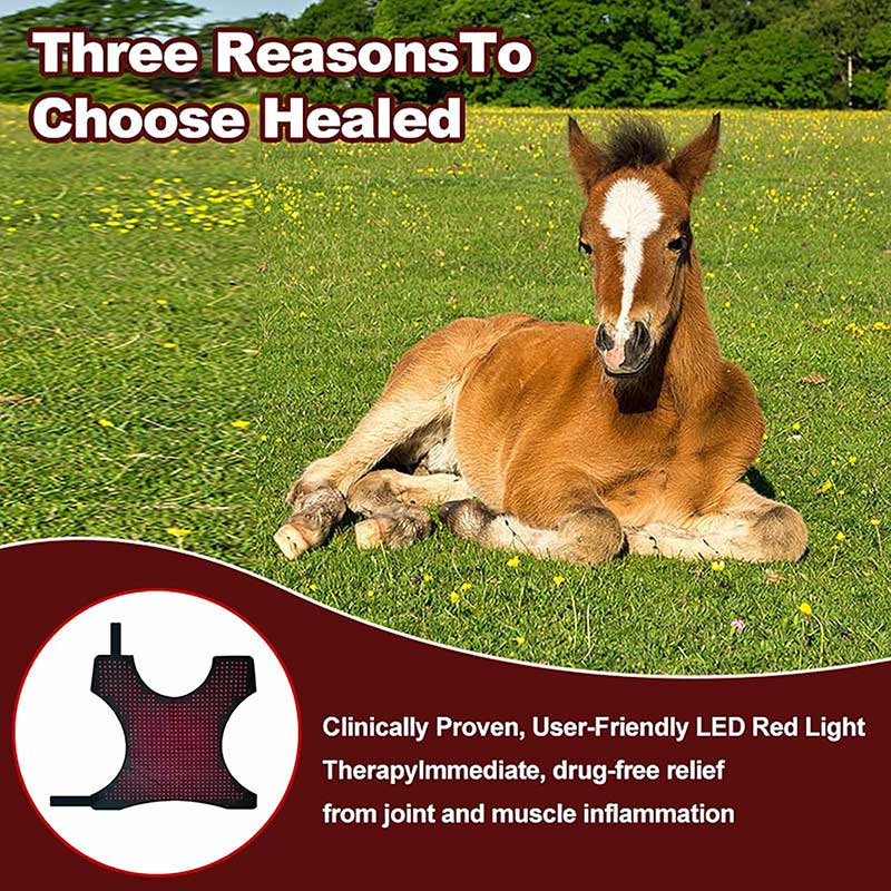 Advanced Full-Body Equine Red Light Therapy Blanket - PbmEquine