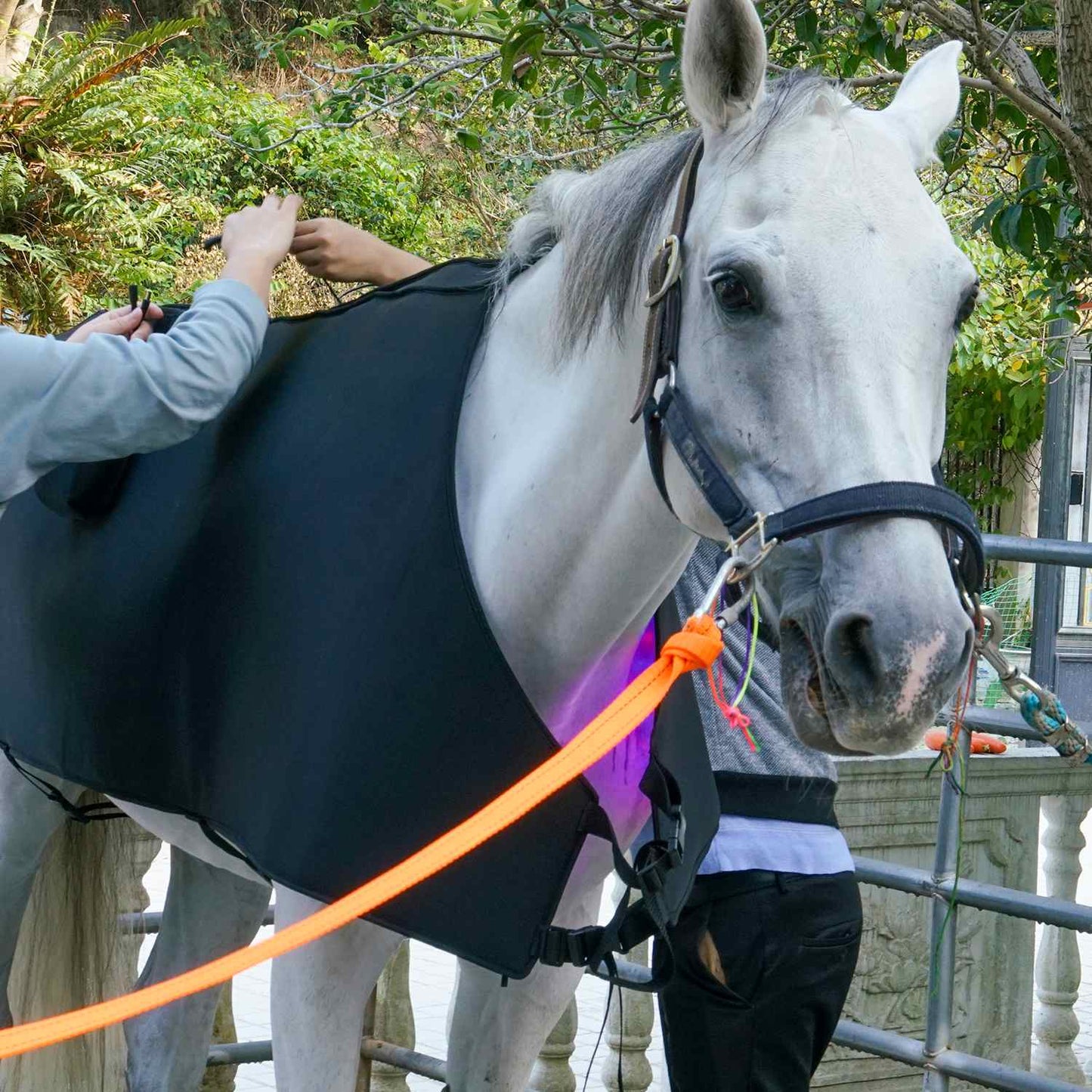 Full body Blanket with Blue light Therapy Pad for Horses