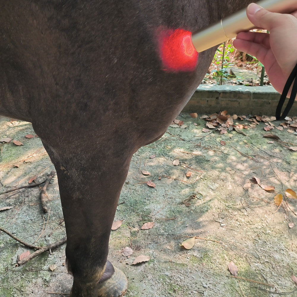 Horse Dog Cat Handheld Red Light Therapy Torch â€“ ClinicPBM