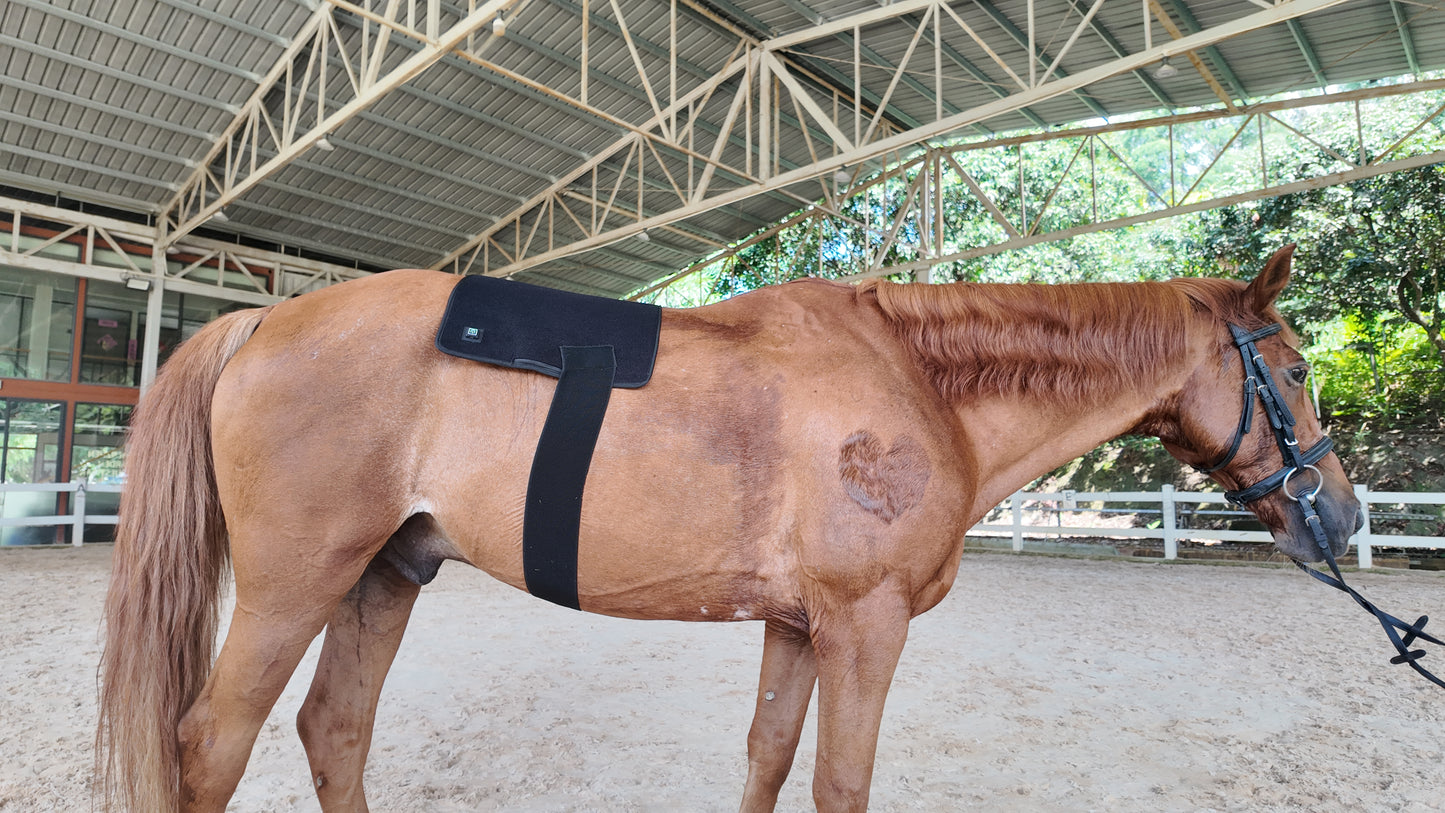 Red Light Therapy Pad for Horses' Back--pbmequine