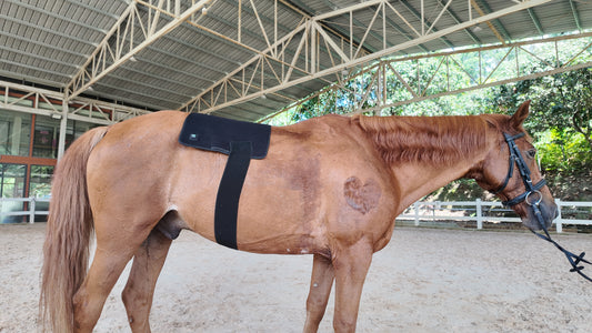 Red Light Therapy Pad for Horses' Back--pbmequine