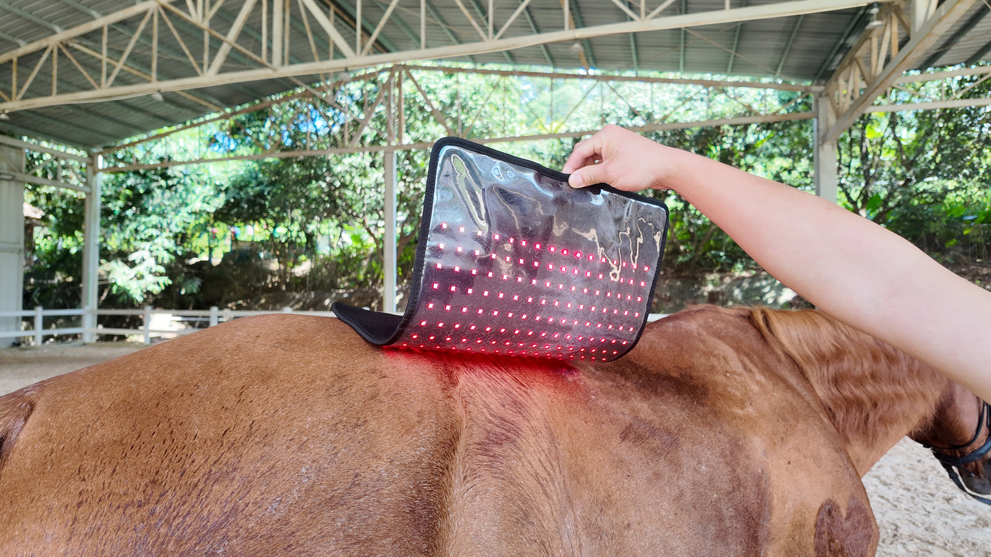 Red Light Therapy Pad for Horses' Back--pbmequine