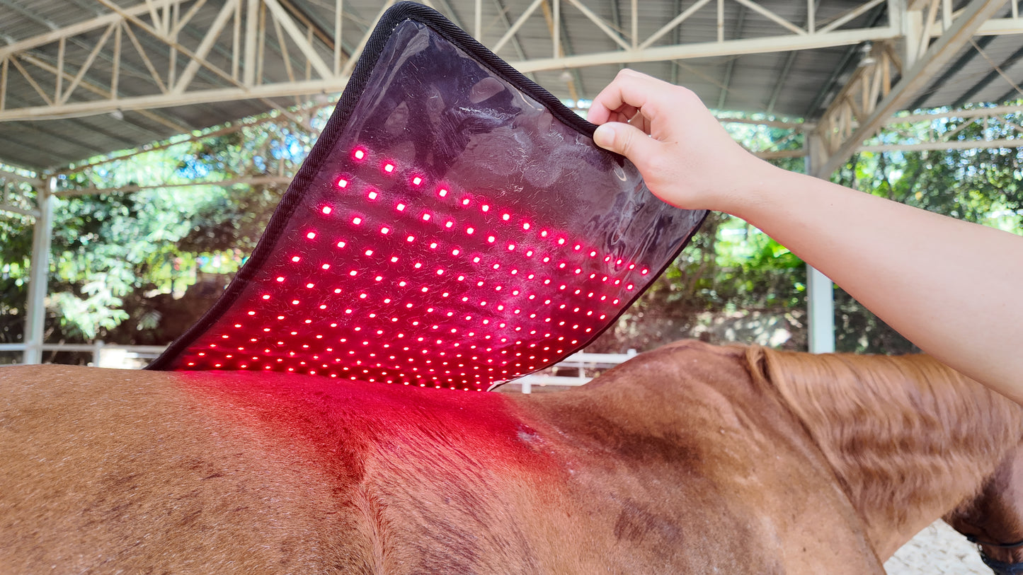 Red Light Therapy Pad for Horses' Back--pbmequine