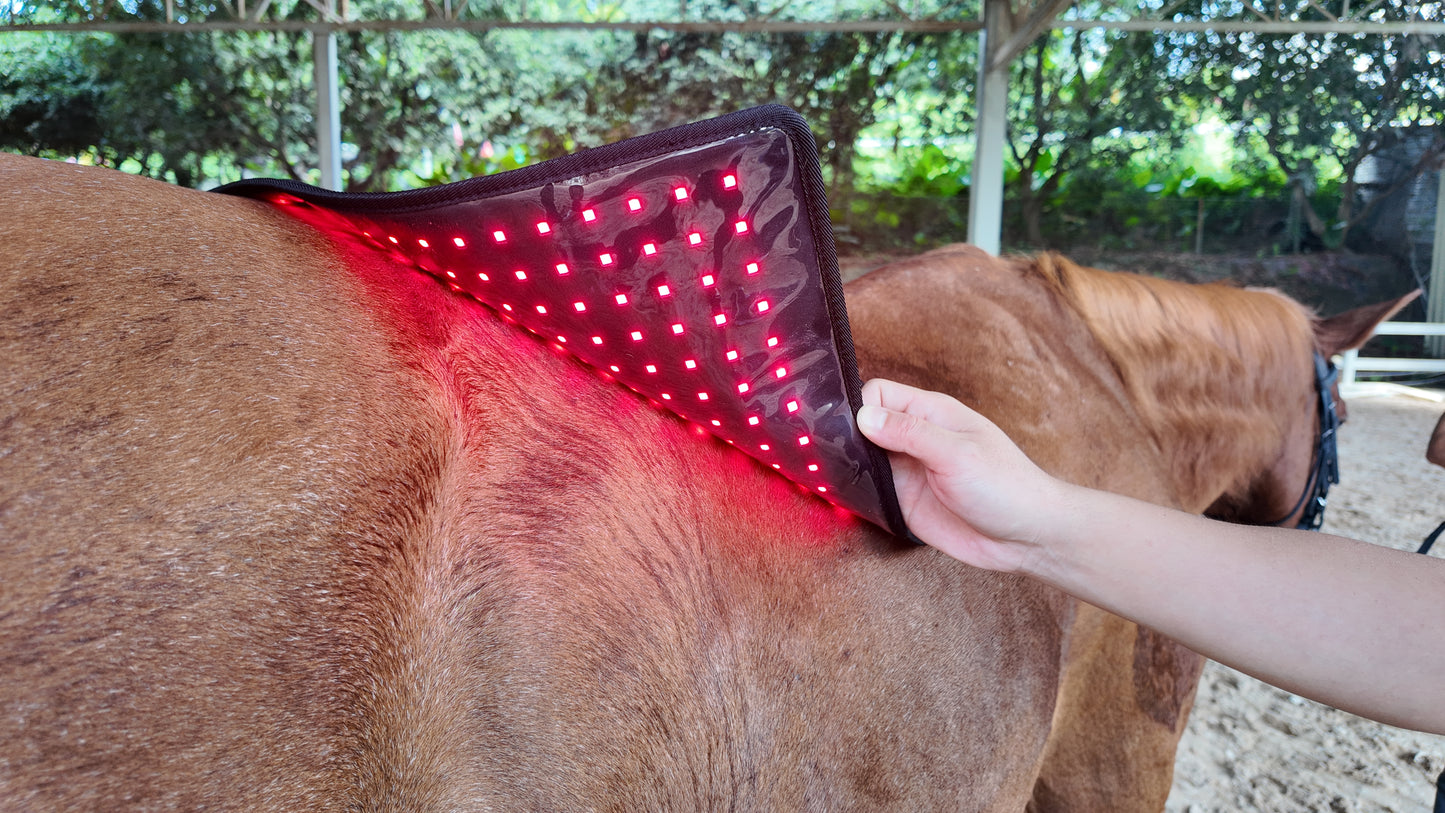 Red Light Therapy Pad for Horses' Back--pbmequine